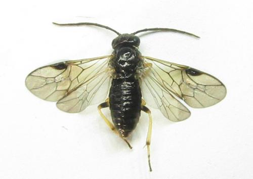 Réf. 351 192 : Pristiphora armata
