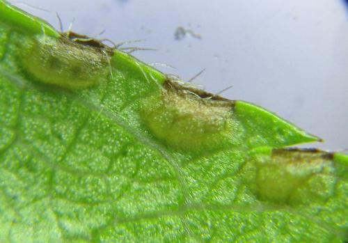 Réf. 351 214 : Pristiphora armata