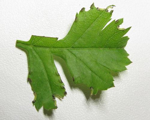 Réf. 351 223 : Pristiphora armata