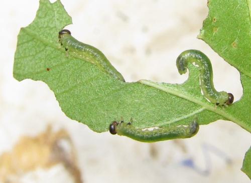 Réf. 351 233 : Pristiphora armata