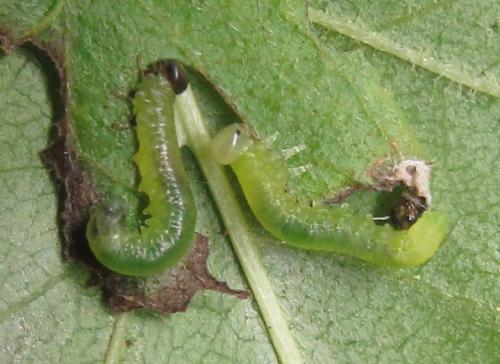 Réf. 351 243 : Pristiphora armata