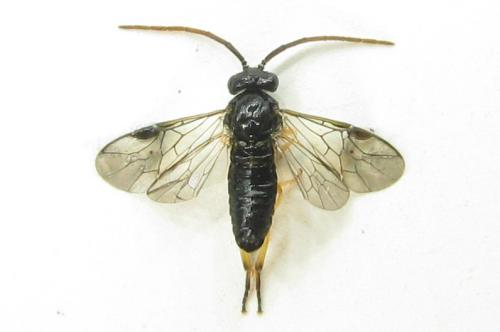 Réf. 351 253 : Pristiphora armata