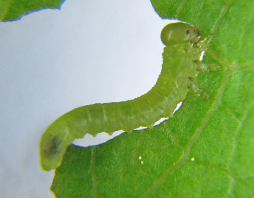 Réf. 351 273 : Pristiphora abbreviata