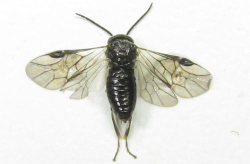 Réf. 351 294 : Pristiphora abbreviata