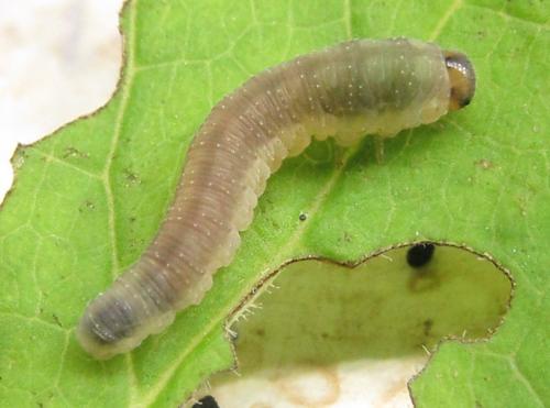 Réf. 351 040 : Tenthredo campestris