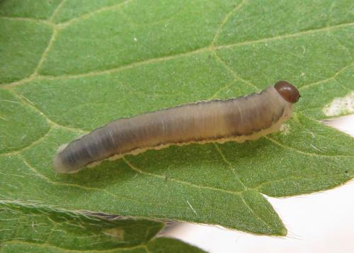 Réf. 351 324 : Stethomostus fuliginosus