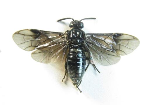 Arge nigripes