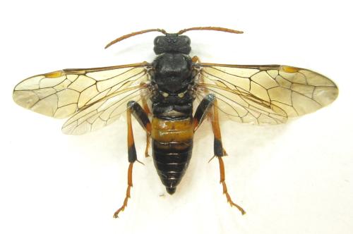 Réf. 351 063 : Siobla sturmii