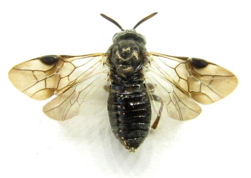 Sterictiphora geminata