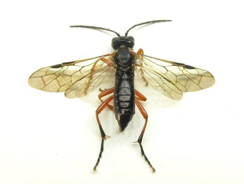Réf. 351 489 : Tenthredo atra
