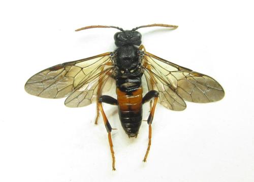 Réf. 351 074 : Siobla sturmii