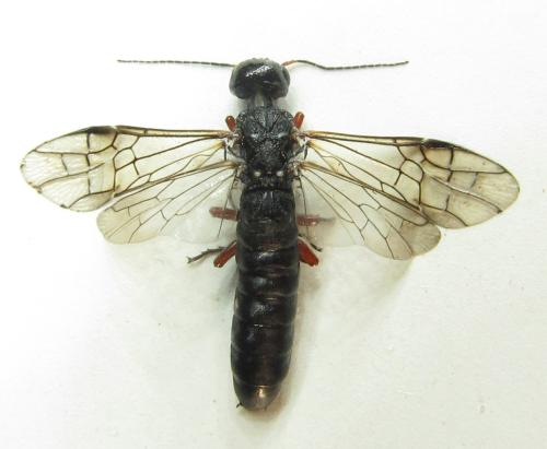 Xiphydria camelus