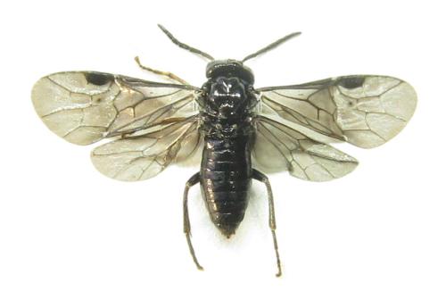 Réf. 351 127 : Endelomyia aethiops