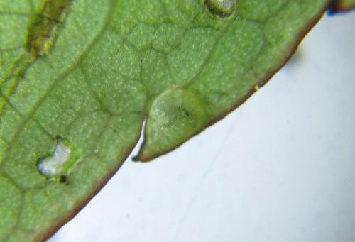 Réf. 351 146 : Endelomyia aethiops