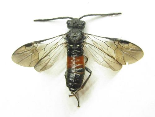 Réf. 351 167 : Pristiphora armata