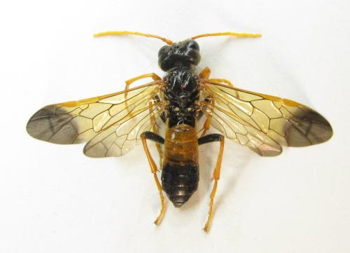 Réf. 351 017 : Tenthredo campestris