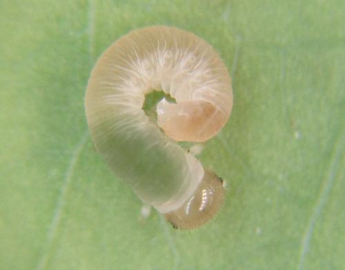 Réf. 351 031 : Tenthredo campestris