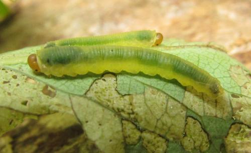 Réf. 351 157 : Pristiphora armata