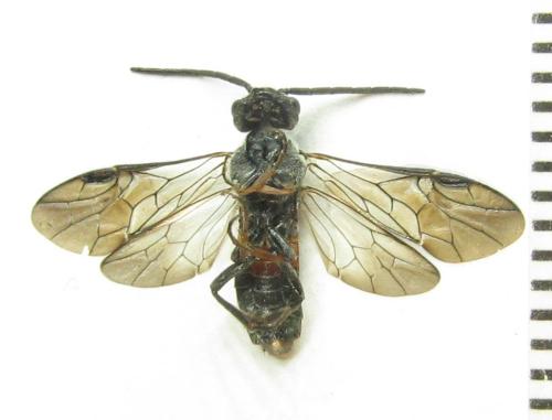 Réf. 351 168 : Pristiphora armata