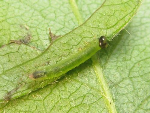 Réf. 351 183 : Pristiphora armata