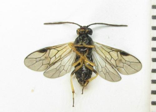 Réf. 351 193 : Pristiphora armata