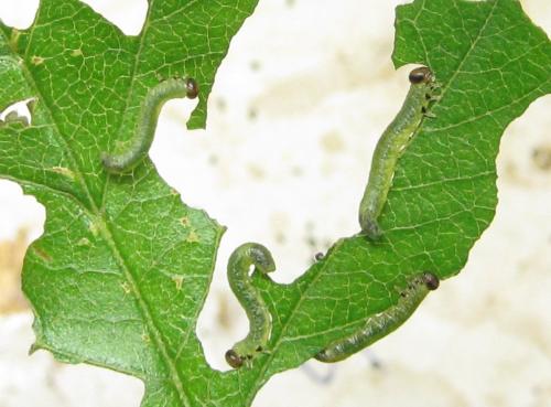 Réf. 351 234 : Pristiphora armata