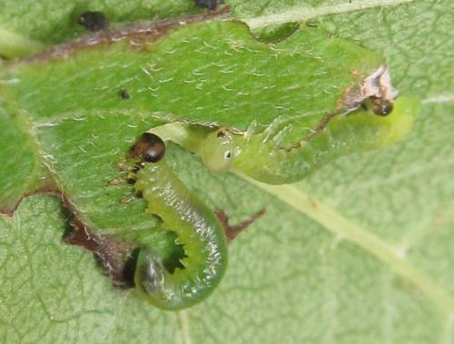 Réf. 351 244 : Pristiphora armata