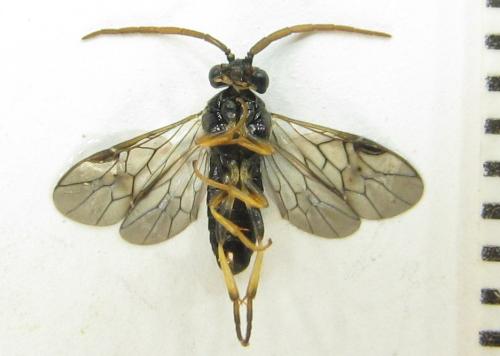 Réf. 351 254 : Pristiphora armata