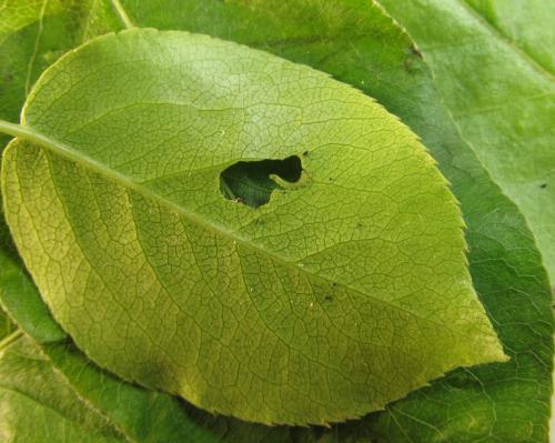 Réf. 351 274 : Pristiphora abbreviata