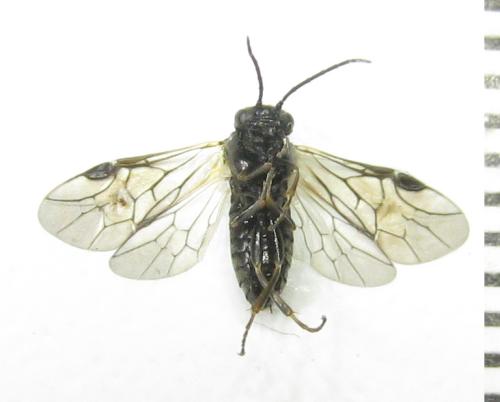 Réf. 351 295 : Pristiphora abbreviata
