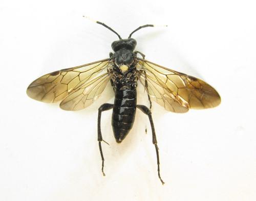 Macrophya infumata