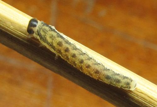 Réf. 351 441 : Macrophya infumata