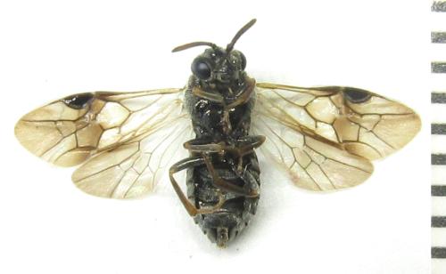 Sterictiphora geminata