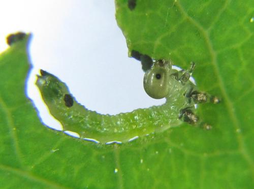 Sterictiphora geminata