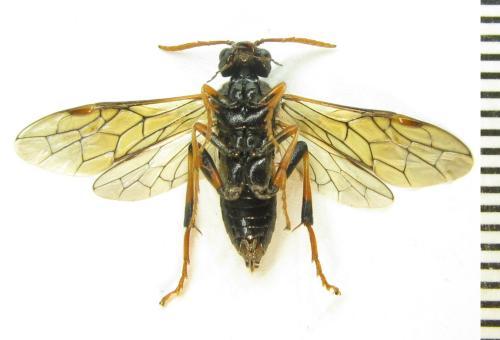 Réf. 351 064 : Siobla sturmii