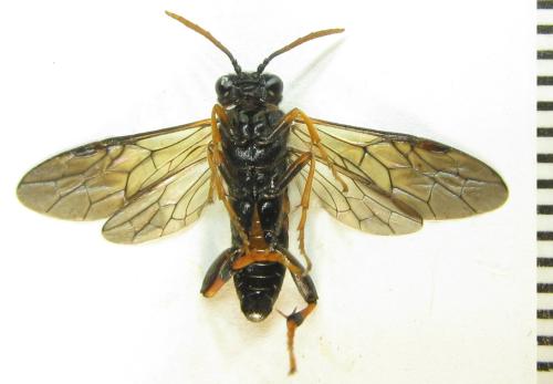 Réf. 351 075 : Siobla sturmii