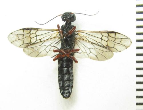 Réf. 351 087 : Xiphydria camelus