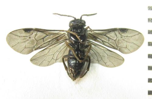 Réf. 351 128 : Endelomyia aethiops
