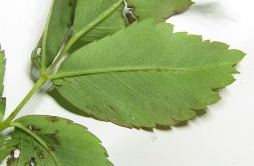 Réf. 351 147 : Endelomyia aethiops