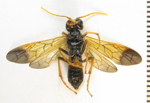Réf. 351 018 : Tenthredo campestris