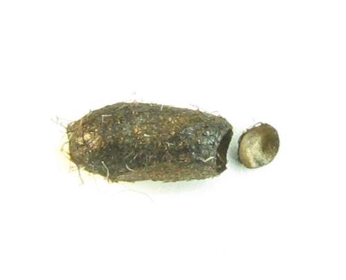 Réf. 351 255 : Pristiphora armata