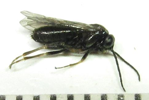 Réf. 351 296 : Pristiphora abbreviata