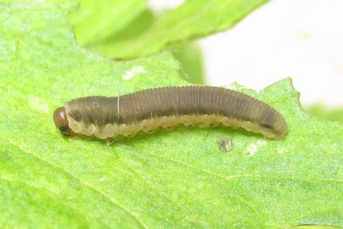 Réf. 351 337 : Stethomostus fuliginosus