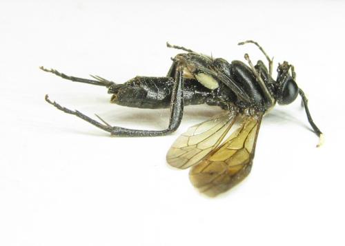 Macrophya infumata