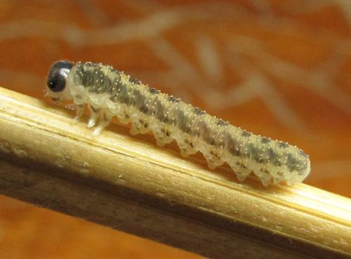 Réf. 351 442 : Macrophya infumata
