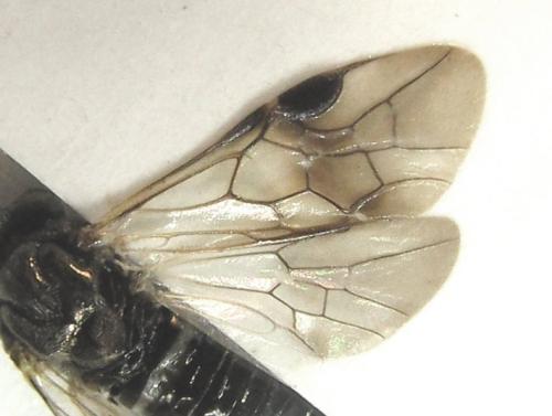 Sterictiphora geminata
