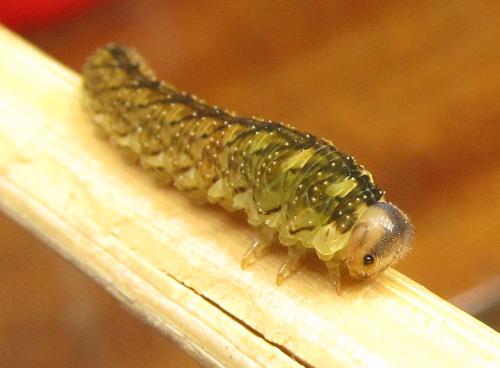 Réf. 351 053 : Tenthredo campestris