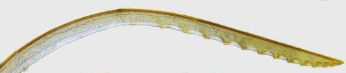 Réf. 351 065 : Siobla sturmii