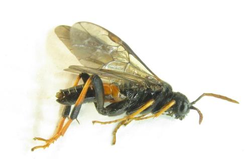 Réf. 351 076 : Siobla sturmii