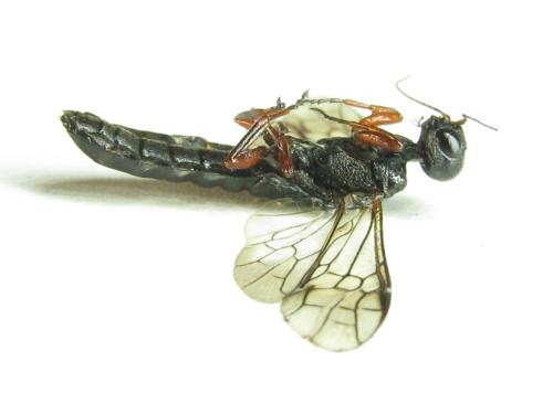 Réf. 351 088 : Xiphydria camelus